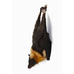 Bat specimen with orange neck mounted hanging from a branch.