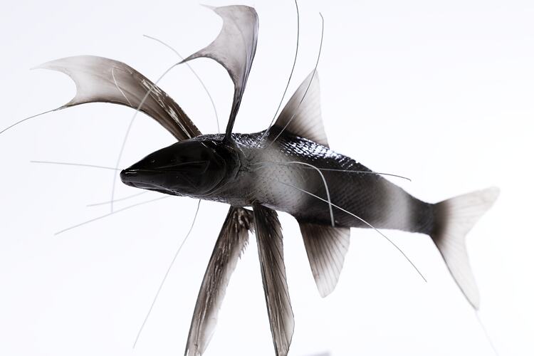 Model of a black and white fish with long thin fin rays.