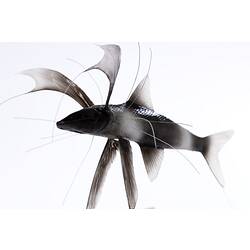 Research Focus, Deep Sea - Tribute Spiderfish (model), <em>Bathypterois guentheri</em> Alcock, 1899