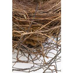 Detail of magpie nest made of twigs and grasses.