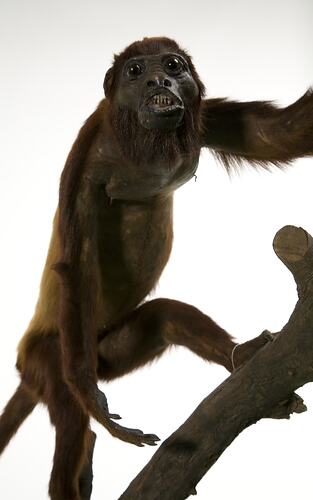 Red-brown monkey specimen mounted on branch.