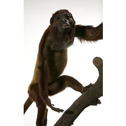 Red-brown monkey specimen mounted on branch.