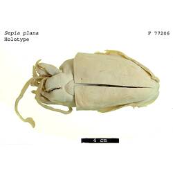 Ventral view of preserved cuttlefish specimen.