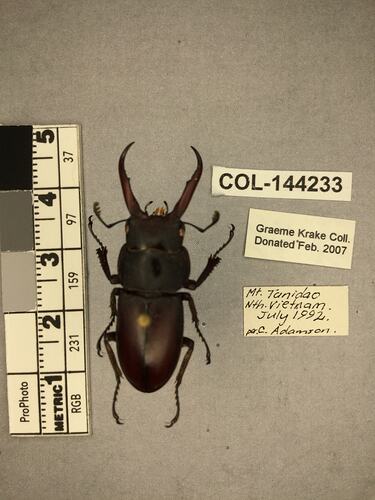 Dorsal view of pinned beetle specimen with labels.