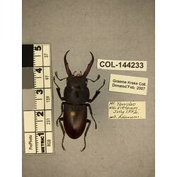 Dorsal view of pinned beetle specimen with labels.