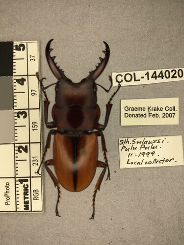 Dorsal view of pinned beetle specimen with labels.