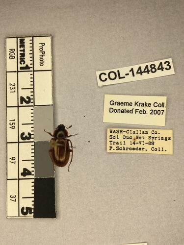 Shiny brown beetle specimen with large mandibles, pinned next to text labels.
