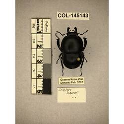 Dorsal view of pinned beetle specimen with labels.