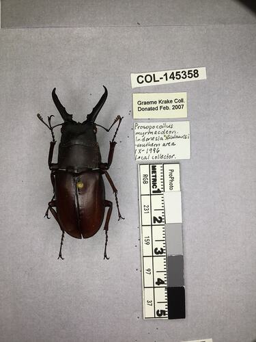 Shiny brown beetle specimen with large mandibles, pinned next to text labels.