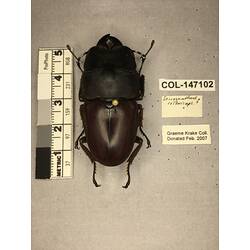 Dorsal view of pinned beetle specimen with labels.