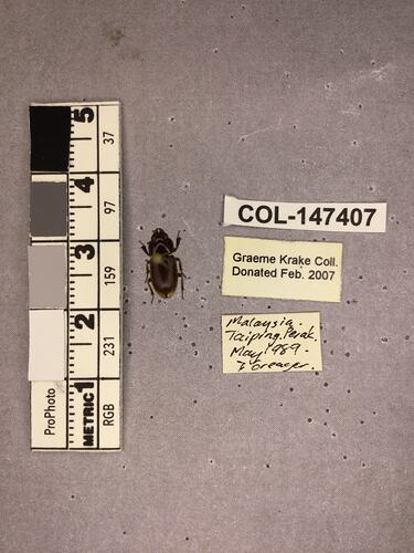 Dorsal view of pinned beetle specimen with labels.