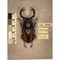 Dorsal view of pinned beetle specimen with labels.