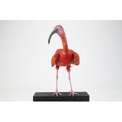 <em>Eudocimus ruber</em>, Scarlet Ibis. [B 33026]
