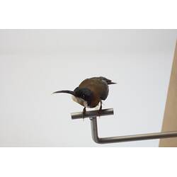 <em>Acanthorhynchus tenuirostris tenuirostris</em>, Eastern Spinebill. [B 21340]