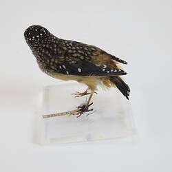 <em>Pardalotus punctatus</em>, Spotted Pardalote. [B 21620]