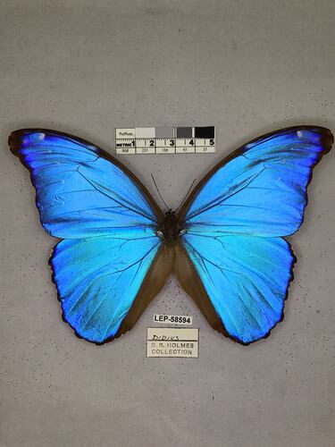 Pinned butterfly specimen beside label.