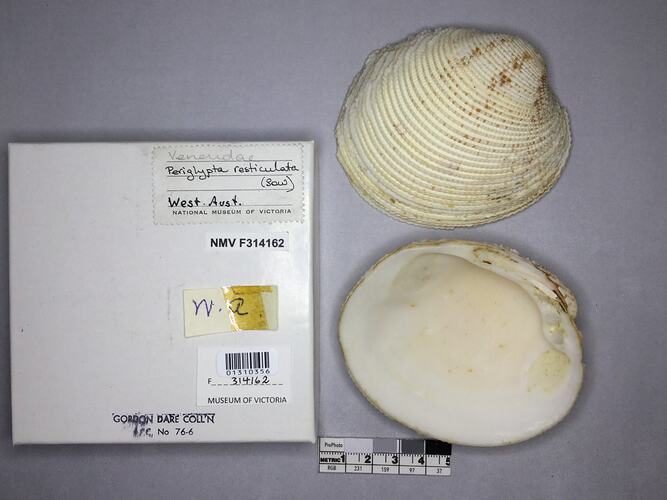 Dry Venus Clam shell beside labels.