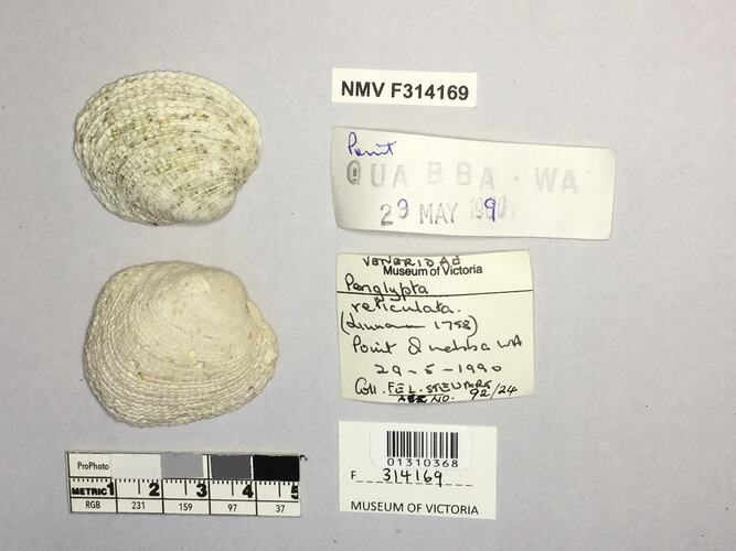 Dry Venus Clam shell beside labels.