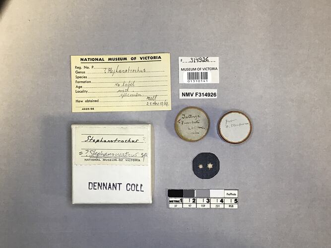 Dry stony coral specimen beside labels.