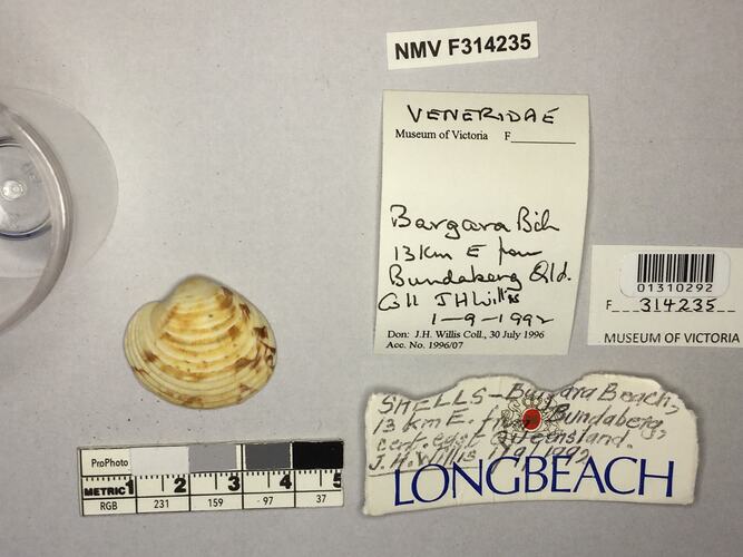 Dry Venus Clam shell beside labels.