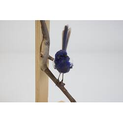 <em>Malurus leucopterus leuconotus</em>, White-winged Fairy-wren. [B 21366]