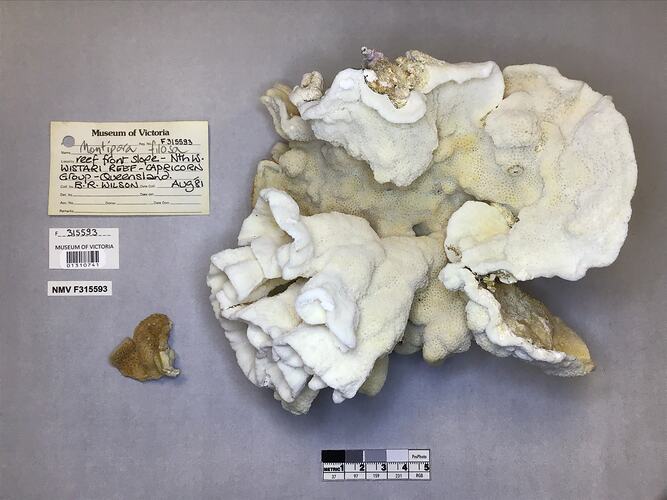 Dry stony coral specimen beside labels.