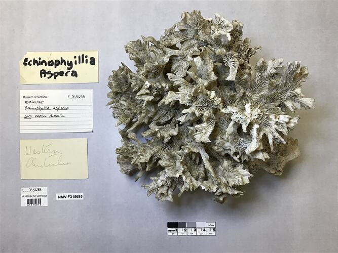 Dry coral specimen beside labels.