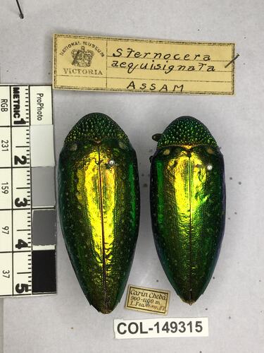Dorsal view of pinned beetle specimens with labels.