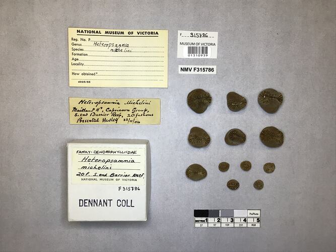 Dry stony coral specimen beside labels.