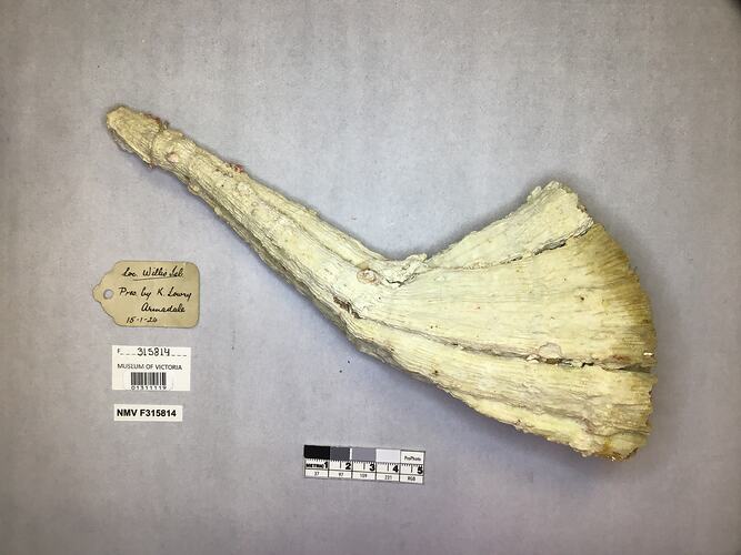 Dry stony coral specimen beside labels.
