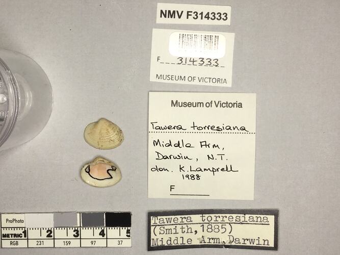 Dry Venus Clam shells beside labels.