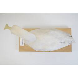 <em>Platalea flavipes</em>, Yellow-billed Spoonbill. [B 33024]