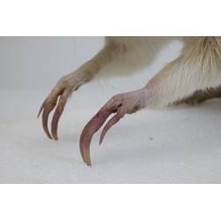 <em>Perameles nasuta</em>, Southern Long-nosed Bandicoot. [C 7012]