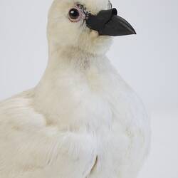 <em>Chionis minor</em>, Black-faced Sheathbill. [B 32987]