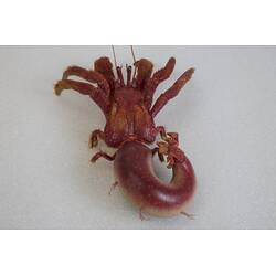 <em>Strigopagurus strigimanus</em>, Stridulating Hermit Crab. [J 73847]