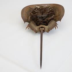 Family Limulidae, Horseshoe Crab. [J 76053]