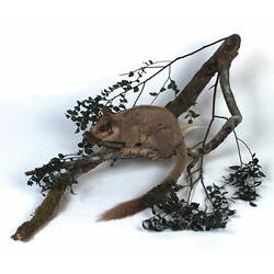 Leadbeater's Possum taxidermy specimen on branch.