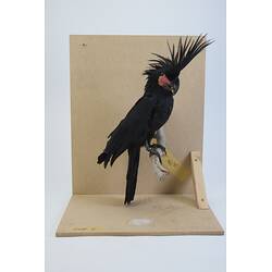 <em>Probosciger aterrimus macgillivrayi</em>, Palm Cockatoo. [59126]