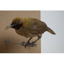 <em>Paradisaea decora</em>, Goldie's Bird-of-Paradise. [45561]