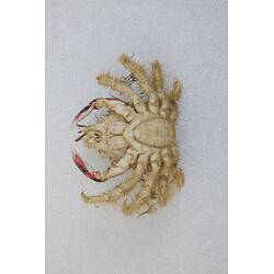 <em>Notomithrax ursus</em>, Bear Seaweed Crab. [J 23182]