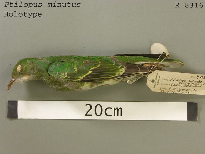 Dry bird skin specimen with labels.