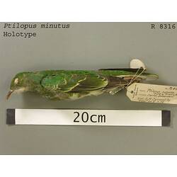 Dry bird skin specimen with labels.