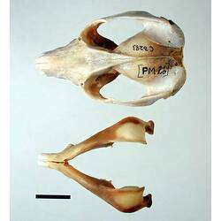 Possum lower jaw beside skull, external surfaces visible.