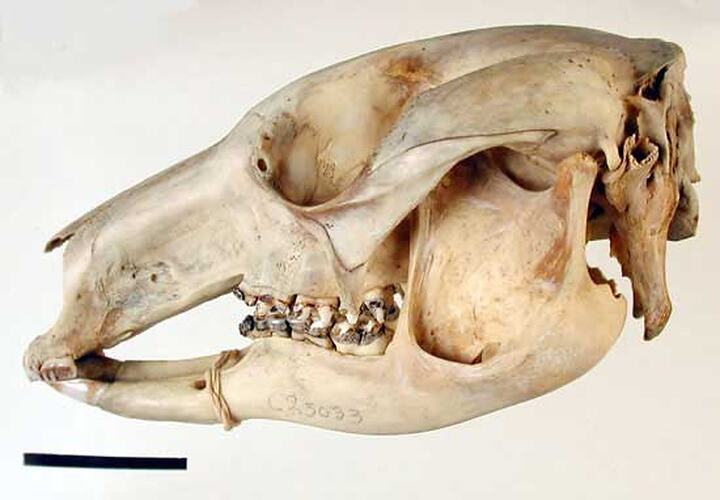 Lateral view of kangaroo skull.