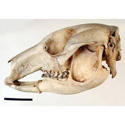 Lateral view of kangaroo skull.