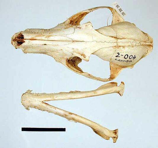 Fox skull and lower jaw, outer surfaces visible.