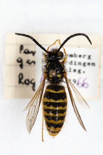 <em>Vespula germanica</em>, European Wasp. [HYM 99054]