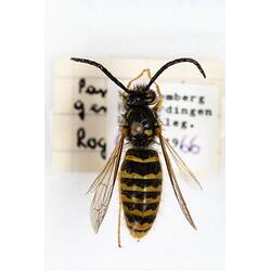 Our Wondrous Planet, Our Wild Family: Dry Specimen - European Wasp, <em>Vespula</em> Thomson, 1869