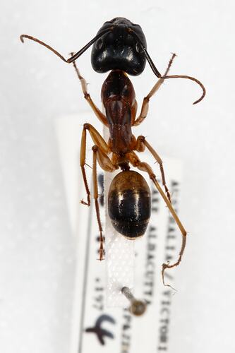 <em>Camponotus consobrinus</em>, Sugar Ant. [HYM 99129]