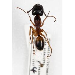 Our Wondrous Planet, Our Wild Family: Dry Specimen - Sugar ant, <em>Camponotus consobrinus</em> (Erichson, 1842)